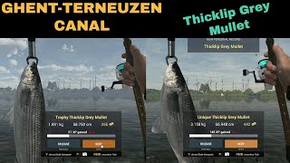 Fishing Planet GhentTerneuzen Canal Netherlands Thicklip Grey Mullet Trophy amp Unique [upl. by Alexandra]