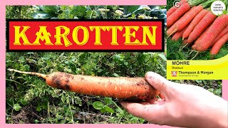 🥕 Rosa Karotten im Garten anbauen 🥕 Redsun 🌞 Thompson amp Morgan Möhren von Aussaat bis Ernte 🥕 4K [upl. by Fortunia]