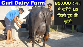 85000 रूपए मे खरीदें 15 किलो दूध की झोटी 🔥 नया काम सस्ते भैसों के दाम👍Guri Dairy Farm 7404043600 [upl. by Anitsyrhc]