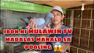 IBON NI MULAWIN TV AY MADALAS MANALO SA POOLING Reggie Cruz Loft amp Aviary reggiecruzloftandaviary [upl. by Asilej735]