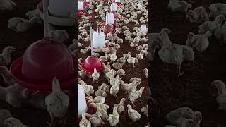 POULTRY FARMING🐣 chicken poultryfarming chickenfarming backyardfarming Like Share subscribe🙏 [upl. by Norit]