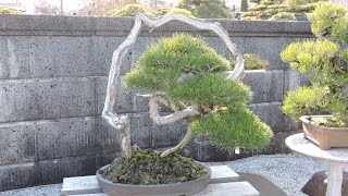 Takamatsu Bonsai Area 2015 [upl. by Atniuq]