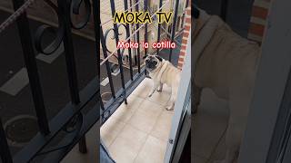 Moka la cotilla 😂 tiene todo controlado 👌🏻humor cotilleo pug dog perritos [upl. by Odraode]