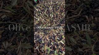 Blessed olive season prayers to those who couldn’t pick theirs in 🇱🇧 amp 🇵🇸 asmrvideo olives [upl. by Naid]