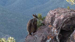 Brushtailed rock wallaby [upl. by Garlen921]