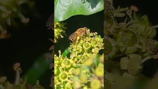 Ivy Bee foraging on Ivy flowers as you would expect [upl. by Nagem]