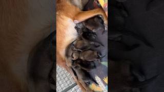 My Cute Baby Malinois💋🐶 shorts puppy dog cute chihuahua cutegolden [upl. by Milinda981]