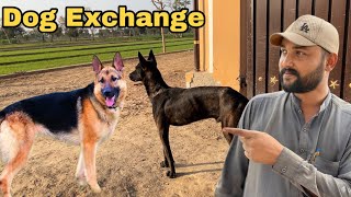 Dog Exchange Kr Lia Top Quality German Shepherd Se [upl. by Coucher]