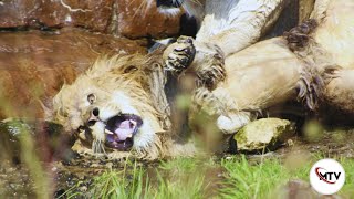 Lion vs Lion  Why Serengeti Lions kill Their King [upl. by Westerfield]