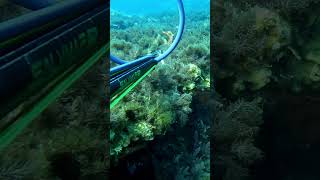 Sun Bathing Scorpion Fish fishing diving spearfishingseadiving fish sea ocean pesca gopro [upl. by Wier]