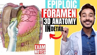 epiploic foramen anatomy 3d  foramen of winslow anatomy  omental foramen anatomy [upl. by Damour911]