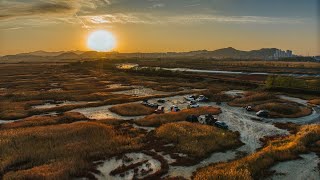 미생의 다리  가을풍경  시흥 가볼만한곳  4K 영상  드론촬영  매빅3프로 [upl. by Gilly]