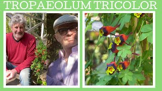 How to grow Tropaeolum tricolor also know as the Chilean nasturtium its a sensational climber [upl. by Aristotle]