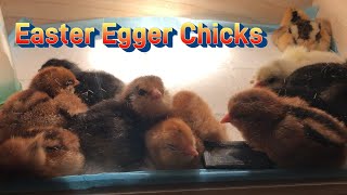 Smart Incubator  Easter Egger Chicks in November [upl. by Roux]