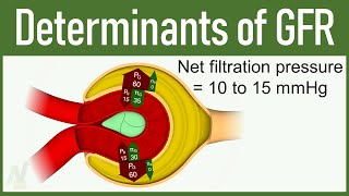 08 Determinants of GFR Glomerular Filtration Rate [upl. by Kask]