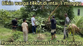 SATU MINGGU ULAR TIUNG SUZANA INI BERDIAM DI SAMPING RUMAH WARGA TIDAK ADA YANG BERAN1 [upl. by Husain756]