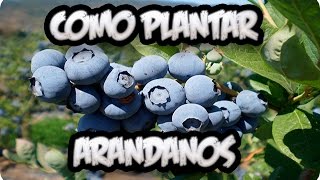 Como Plantar Arandanos En El Huerto  La Huertina De Toni [upl. by Berna210]