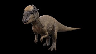 Pachycephalosaurus  ThickHeaded Lizard  NgchipvShortVer [upl. by Epolenep]