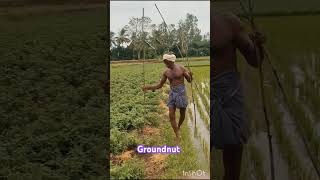 🥜 Groundnut cultivation process shortstrendingsongmotivation villagefarmingvideoorganic tamil [upl. by Bartie960]