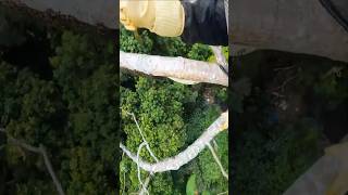 How to collect Fresh Honey from Forest  honey [upl. by Ginelle]