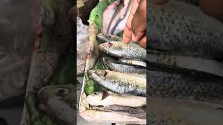 Cambodia fish 🐠 have so many cool names how awesome is that 🤩vlogs khmerfishing food shorts [upl. by Fanchon]