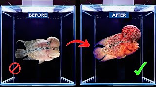 How to Care for Flowerhorn Fish Complete Guide flowerhorn [upl. by Nerak589]