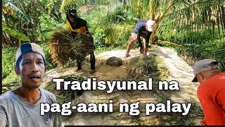 TRADISYUNAL NA PAG AANI NG PALAY  MANO MANO  BUHAY BUKID [upl. by Ogaitnas]