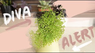 How To Revive Your Maidenhair Fern [upl. by Angi612]