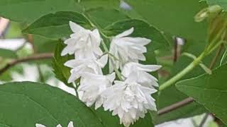 Deutzia scabra Candidissima 💮☀️ [upl. by Anayd]