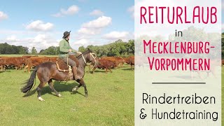 Reiturlaub in Deutschland Rindertreiben und Training mit der Hundemeute [upl. by Rozamond]