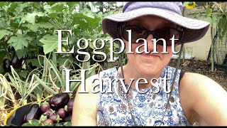 Heirloom Eggplant Harvest  Growing Eggplant Series Episode 5 [upl. by Elda]