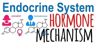 Hormone mechanism of action [upl. by Murrah]