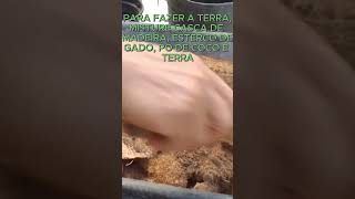 COMO FAZER A MELHOR TERRA PARA ALECRIM FÁCIL E RÁPIDO plantas plantar comoplantar shorts [upl. by Llerehc]