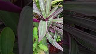 Beautiful indoor plantrhoeo plant rhoeo indoorplant gardening houseplant shorts viral [upl. by Nesilla]