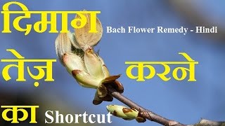 How to increase brain power with bach flower remedy by rohit nain [upl. by Shepley]