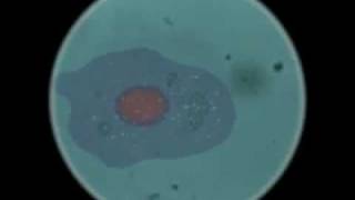 Amoeba Movie by Jorge Microbiology Movie [upl. by Sekyere707]