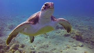 Tauchen Teneriffa  Playa Paraiso  El Puertito  Schildkröten [upl. by Trebuh]