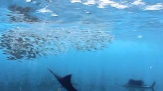 Sailfish Hunt [upl. by Ehr]