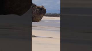 😳 Watch this 5ft Marine Iguana run Full video now live wildlife animals wildlifefilmmaking [upl. by Naired]