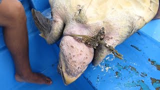 RESCATE de TORTUGAS MARINAS en México España y Estados Unidos Parte 1 🐢 Rescate Animal 5 [upl. by Quintilla905]