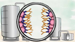 Biopharmaceutical production process [upl. by Ru]