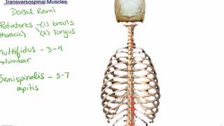 Transversospinal Muscles [upl. by Bale]