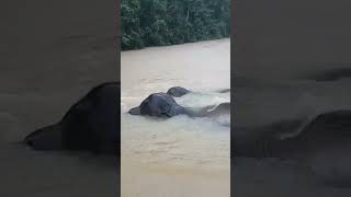 Swimming pygmy elephants borneo wildlife asia [upl. by Aznofla]