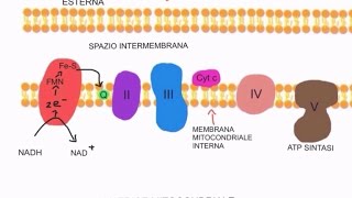 CORSO DI BIOCHIMICA  LEZIONE 16 DI 47  FOSFORILAZIONE OSSIDATIVA  PARTE 2 [upl. by Gibbs599]