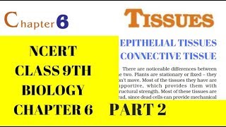 Part 2 TISSUESEPITHELIAL TISSUE AND CONNECTIVE TISSUE Class 9 Science Chapter 6 Biology CBSE NCERT [upl. by Eddi486]