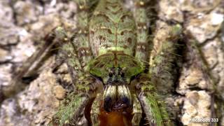 Heteropoda boiei  Tropical Huntsman Spider [upl. by Atiuqan88]