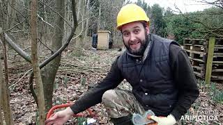 An intro to Coppicing [upl. by Itteb295]