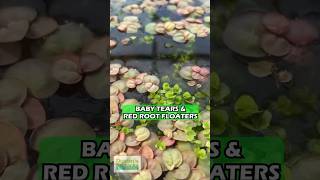 RED ROOT FLOATERS amp BABY TEARS  Aquarium Plants For Sale [upl. by Deach]