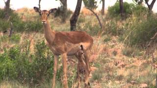 Newborn Impala in Dinokeng Game Reserve [upl. by Mile638]