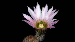 Time Lapse Echinocereus dasyacanthus USA Texas Brewster County 4K [upl. by Benis774]